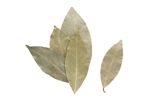 Spices bay leaves isolated on white background.