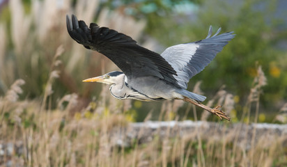 Grey Heron bird flying over river reeds