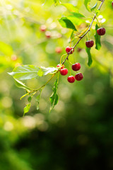 Tasty cherries on branch on sunny day