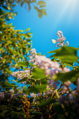 Blooming lilac flowers on sunny day