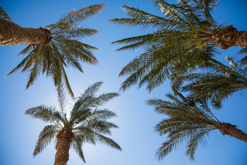 Obraz na płótnie Canvas Palm tree and bright sun on blue sky background