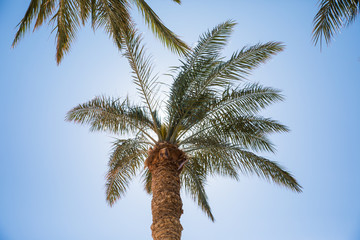 Palm tree and bright sun on blue sky background