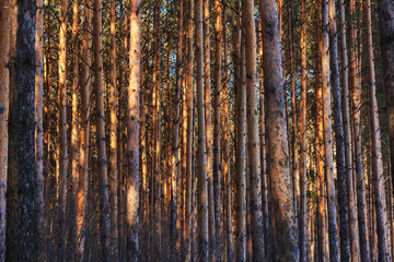 Pine trees trunks illuminated by the sun