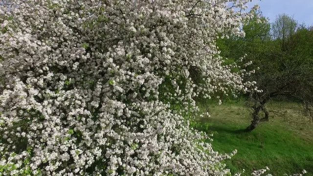 Aerial view of beautiful blossoming apple-tree .