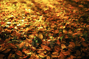 Sunny weather in autumn park