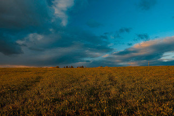 Field with road and trees