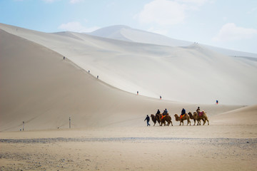 DUNHUANG,CHINA-MARCH 11: Group of tourists are riding camels in the mingsha shan desert, a part of silk road on March 11, 2016 in Dunhuang, China.