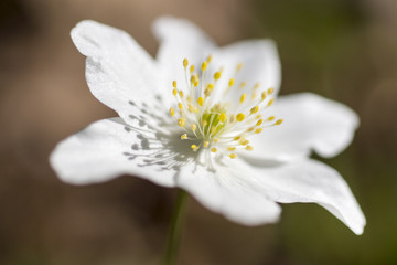 Buschwindröschen (Anemone nemorosa)