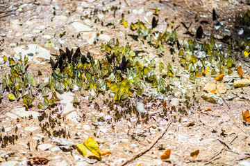 many pieridae butterflies gathering water on floor