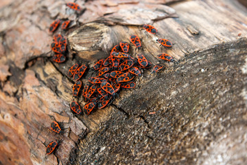 Black and red Firebug or Pyrrhocoris apterus, on a old tree trunk