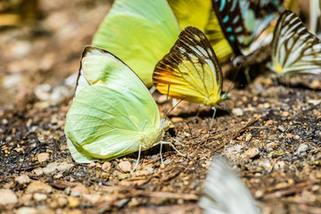 many pieridae butterflies gathering water on floor