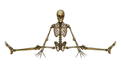 3D Rendering Human Skeleton on White
