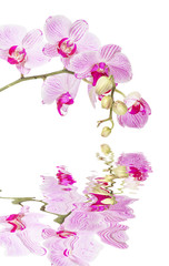 White and pink orchid on a white background reflected in a water
