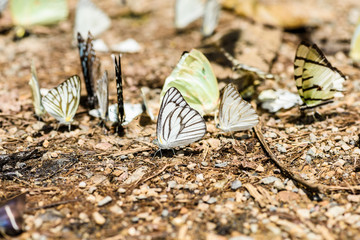 many pieridae butterflies gathering water on floor