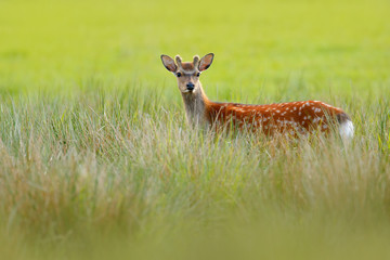 Naklejka na ściany i meble Fallow Deer, Dama dama, in autumn forest, Dyrehave, Denmark. Wildlife scene from nature, Europe. Deer in the summer grass. Animal hidden in the grass.