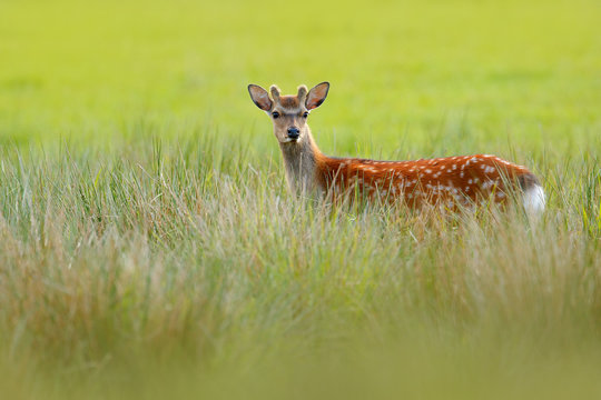 Fallow Deer, Dama dama, in autumn forest, Dyrehave, Denmark. Wildlife scene from nature, Europe. Deer in the summer grass. Animal hidden in the grass.