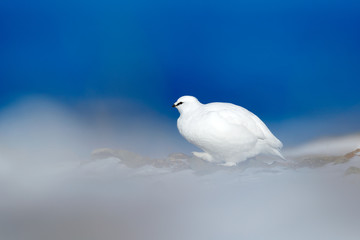Art view of nature. Rock Ptarmigan, Lagopus mutus, white bird sitting on the snow, Norway. Cold winter in north of Europe. Wildlife scene in snow. White bird hidden in white habitat, dark blue sea.