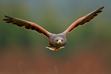 Fototapeta premium Wildlife animal scene from nature. Bird, face flyght. Flying bird of prey. Wildlife scene from Mexico nature. Florida, USA, wild forest. Bird in fly. Harris Hawk, Parabuteo unicinctus, landing.
