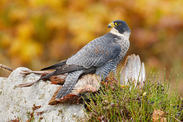 Bird hehaviour, falcon catch big bird. Peregrine Falcon feeding kill pheasant on the rock with yellow and orange autumn background. Wildlife scene from nature. Birds of prey in the nature habitat.