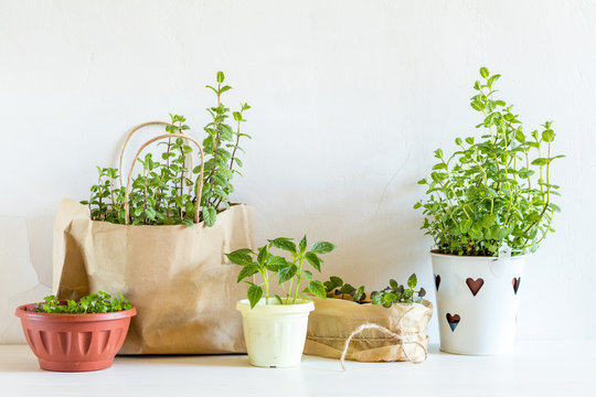 Spring gardening light concept. Seedlings basil, mint, pepper in the pots. Fresh mint in a paper bag.  White wall background.