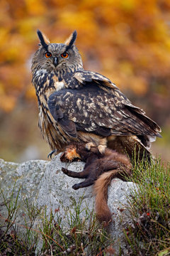 Eurasian Eagle with kill. Owl autumn photo. Eagle Owl in the nature forest habitat. Wildlife from nature with owl. Big Eurasian Eagle Owl sitting on stone with kill brown Marten during orange autumn.