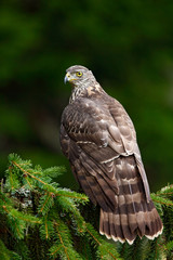 Goshawk with evening sun back light, nature forest habitat in the background, landing on tree trunk, Sweden. Aciton wildlife scene from forest, with bird. Bird on the spruce tree.