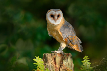 Fototapeta premium Owl in the dark forest. Barn owl, Tito alba, nice bird sitting on stone fence in forest cemetery with green fern, nice blurred light green the background, animal in the habitat, United Kingdom