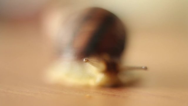 The grape snail crawls. The cochlea wiggling with tentacles. Slowly moves. Macro shooting