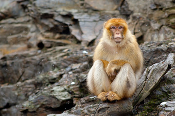 Barbary macaque, Macaca sylvanus, sitting on the rock, Gibraltar, Spain. Wildlife scene from nature. Cold winter with monkey. Animal sitting on the tree trunk.