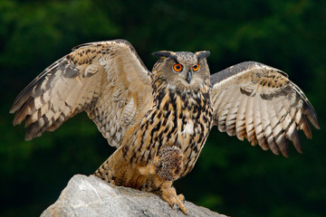 Obraz premium Owl with catch animal. Big Eurasian Eagle Owl with kill hedgehog in talon, sitting on stone. Wildlife scene from nature. Bird with open wing.