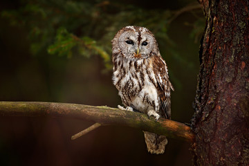 Tawny owl hidden in the forest. Brown owl sitting on tree stump in the dark forest habitat with catch. Beautiful animal in nature. Bird in the Sweden forest. Wildlife scene from dark spruce forest.