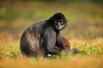 Green wildlife of Costa Rica. Black-handed Spider Monkey sitting on the tree branch in the dark tropic forest. Animal in the nature habitat, in the grass.