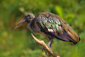 Hadada Ibis, Bostrychia hagedash, bird with long bill sitting on the branch, in the nature habitat, Morocco. Rare bird from nature, forest in the background