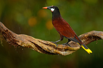 Montezuma Oropendola, Psarocolius montezuma, portrait of exotic bird from Costa Rica, brown with...