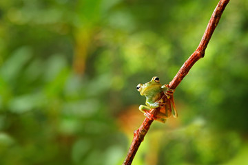 Tropic nature in forest. Olive Tree Frog, Scinax elaeochroa, sitting on big green leaf. Frog with big eye. Night behaviour in Costa Rica. Pink and light green background. Wildlife scene from jungle.
