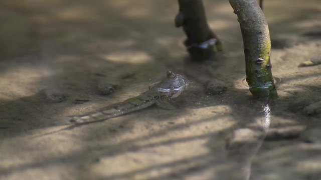  Mudskipper in mangrove forest