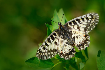 Beautiful butterfly. Nice Butterfly Southern Festoon, Zerynthia polyxena, sucking nectar from dark green flower. Butterfly in the nature habitat. Summer in the meadow. Close-up portrait of insect.