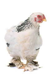 brahma chicken in studio