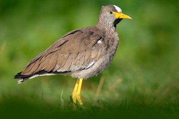 African bird Wattled Lapwing, Vanellus senegallus, with yellow bill. Bird in the summer green grass. Wildlife scene from nature. Detail portrait of bird. Lapwing from Tanzania.