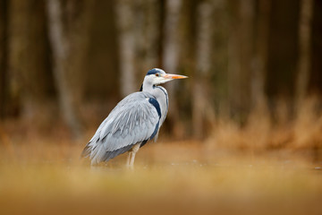 Obraz premium Bird in the forest lake. Heron in the water. Grey Heron, Ardea cinerea, bird sitting, green marsh grass, forest in the background, animal in the nature habitat, Germany. Lake in the forest with bird.