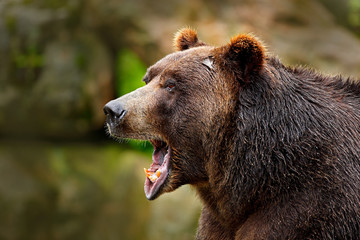Bear with open muzzle. Portrait of brown bear. Detail face portrait of danger animal. Beautiful big brown bear nature habitat. Dangerous animal in nature forest. © ondrejprosicky