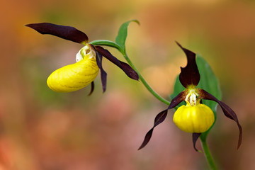 Wild Czech orchid. Lady's Slipper Orchid, Cypripedium calceolus, flowering European terrestrial wild orchid, nature habitat, detail of bloom, green clear background, Czech Republic. Orchid in forest.