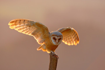 Evening light with landing owl. Barn owl flying with spread wings on tree stump at the evening. Wildlife scene from nature. Bird on tree trunk