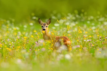 Printed roller blinds Roe Summer in the nature. Roe deer, Capreolus capreolus, chewing green leaves, beautiful blooming meadow with many white and yellow flowers and animal. Animal in flowers and bloom. Spring deer on field.