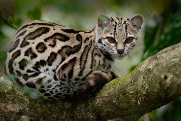 Wild cat from Costa Rica. Margay, Leopardis wiedii, beautiful cat sitting on the branch in the...