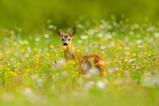 Fototapeta Summer in the nature. Roe deer, Capreolus capreolus, chewing green leaves, beautiful blooming meadow with many white and yellow flowers and animal. Animal in flowers and bloom. Spring deer on field.