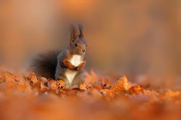 Schilderijen op glas Cute red squirrel with long pointed ears eats a nut in autumn orange scene with nice deciduous forest in the background. Wildlife in November forest. Squirrel in habitat. Art view on wild nature. © ondrejprosicky