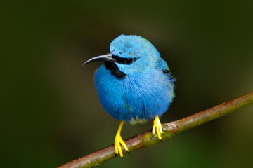 Beautiful blue exotic tropic blue bird with yellow leg, Costa Rica. Shining Honeycreeper, Cyanerpes lucidus, exotic tropic blue tanager with yellow leg, Panama. Blue songbird in the nature habitat.
