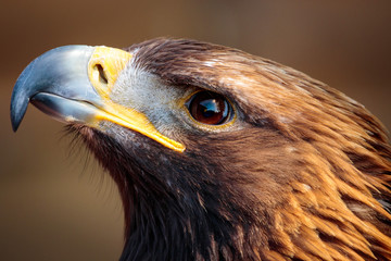 Obraz premium Eagle close up looking left