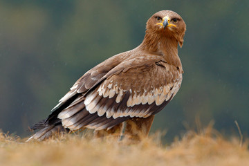 Egale sitting in the grass. Bird in forest. Steppe Eagle, Aquila nipalensis, sitting in the grass on meadow, forest in background. Wildlife scene from nature.